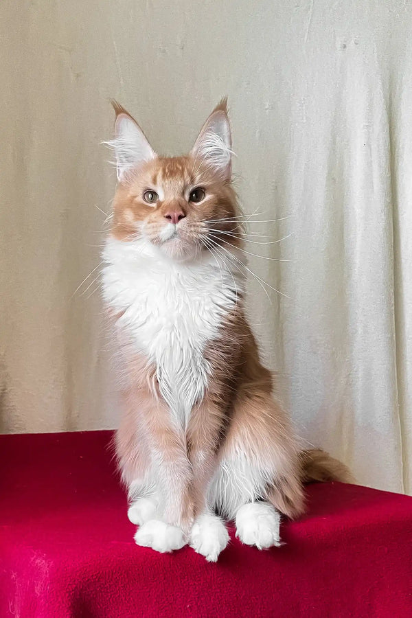 Ruslan | maine coon kitten