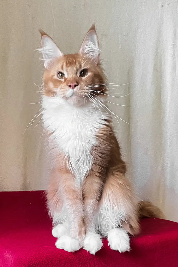 Ruslan | maine coon kitten