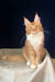 Cute Orange and White Maine Coon Kitten named Ruslan ready to steal your heart