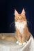 Orange and white Maine Coon cat named Ruslan playing cutely as a kitten