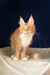 Cute Orange and white Maine Coon cat named Ruslan from Maine Coon Kitten collection