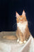 Cute orange and white Maine Coon cat named Ruslan in a playful pose