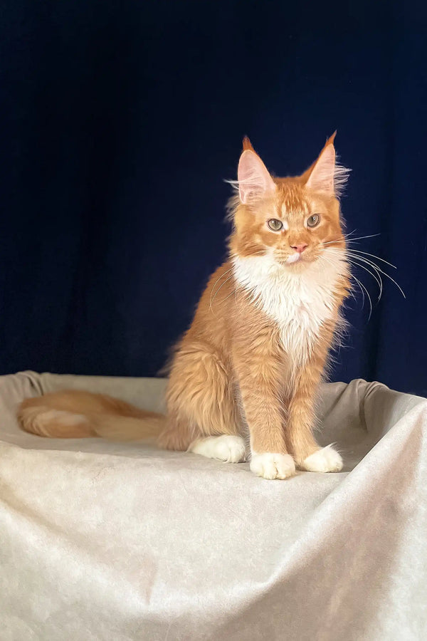 Adorable Orange and White Maine Coon Kitten named Ruslan ready for a loving home