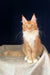 Adorable orange and white Maine Coon cat named Ruslan looking playful and cute