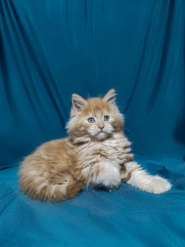 Fluffy Maine Coon kitten with long fur relaxing on a blue surface