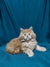 Fluffy Maine Coon kitten with wide eyes sitting on a blue surface