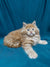 Fluffy Maine Coon kitten with wide eyes relaxing on a blue surface