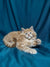 Fluffy orange Maine Coon kitten lounging cutely on its side