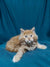 Fluffy Maine Coon kitten with light fur and wide eyes looking adorable in Rust