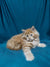 Fluffy orange and white Maine Coon kitten lying on its side, showing off its long fur