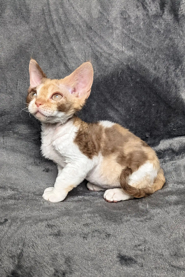Brown and white Devon Rex kitten named Ruta ready to bring joy to your home
