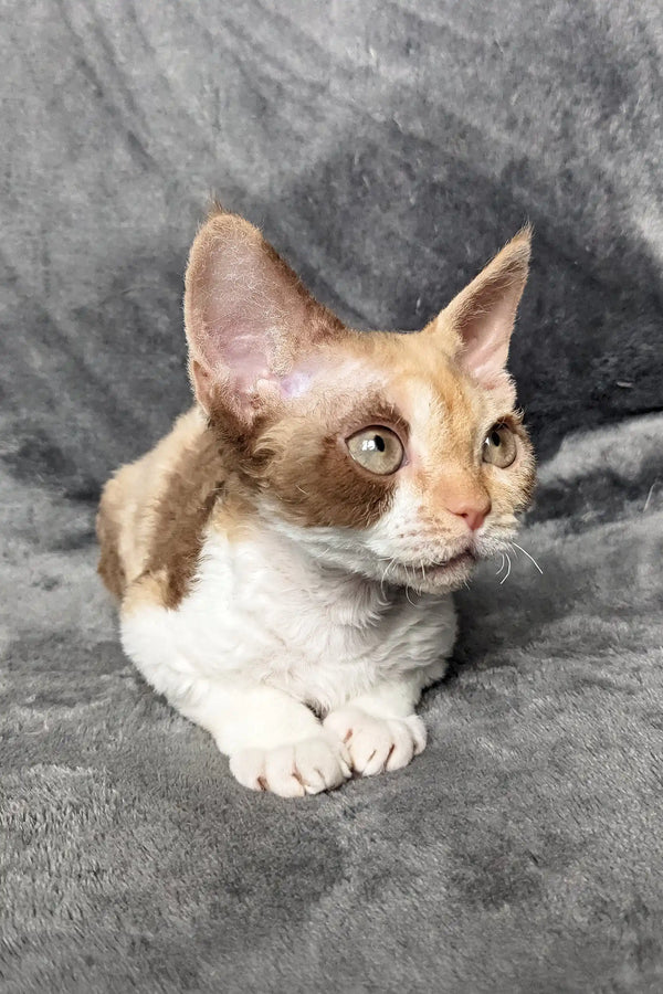 Adorable brown and white Devon Rex cat from Ruta | Devon Rex Kitten collection