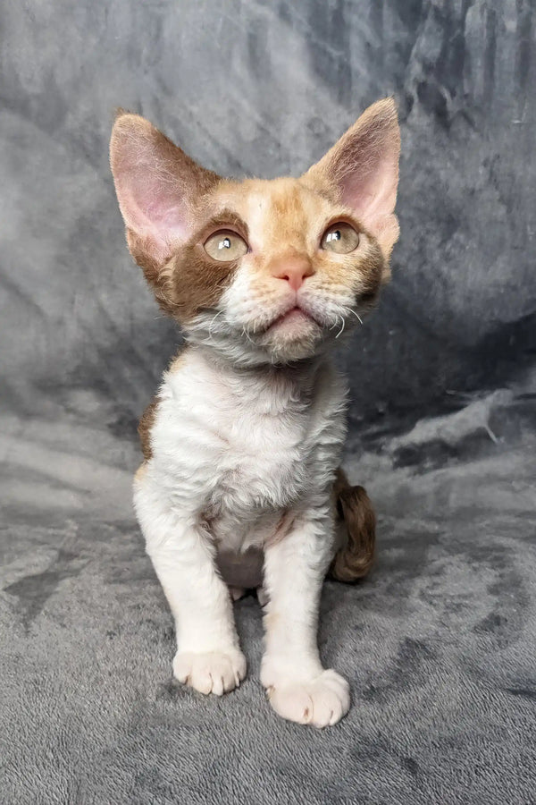 Calico Devon Rex kitten in the Ruta product collection, super cute and playful!