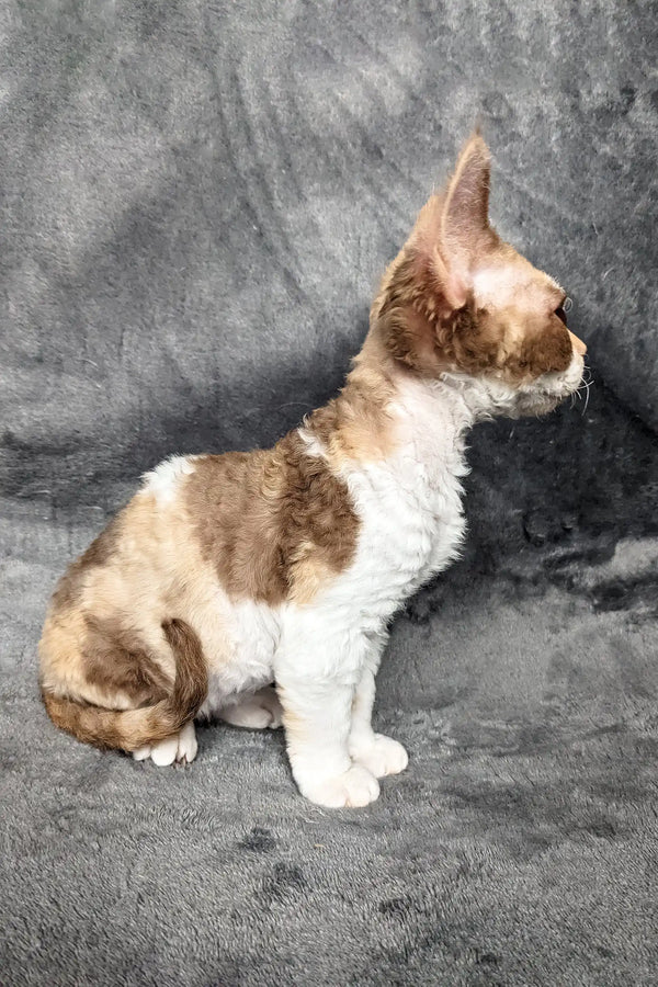 Calico Devon Rex cat in the adorable Ruta Devon Rex Kitten product display