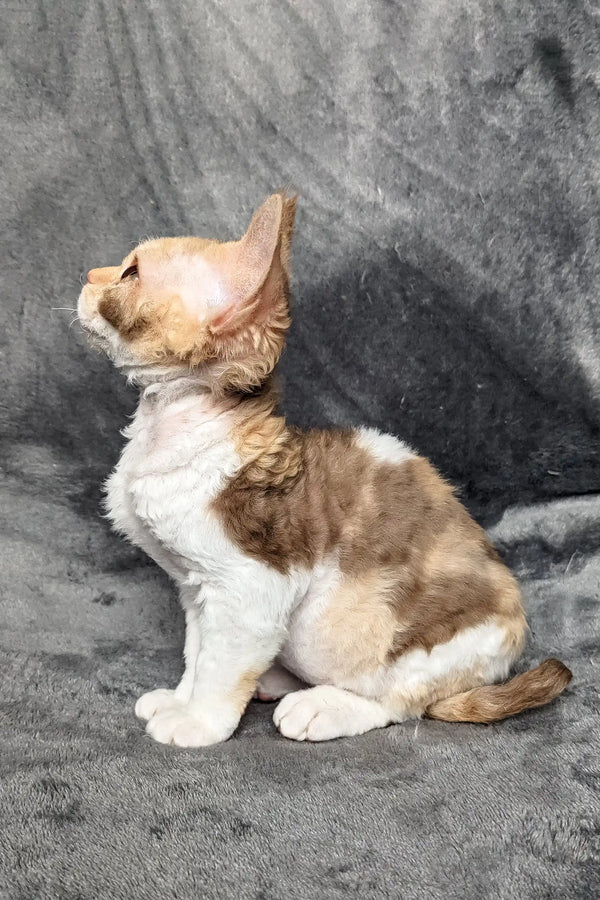 Calico Devon Rex kitten in Ruta product, showcasing its playful and charming personality