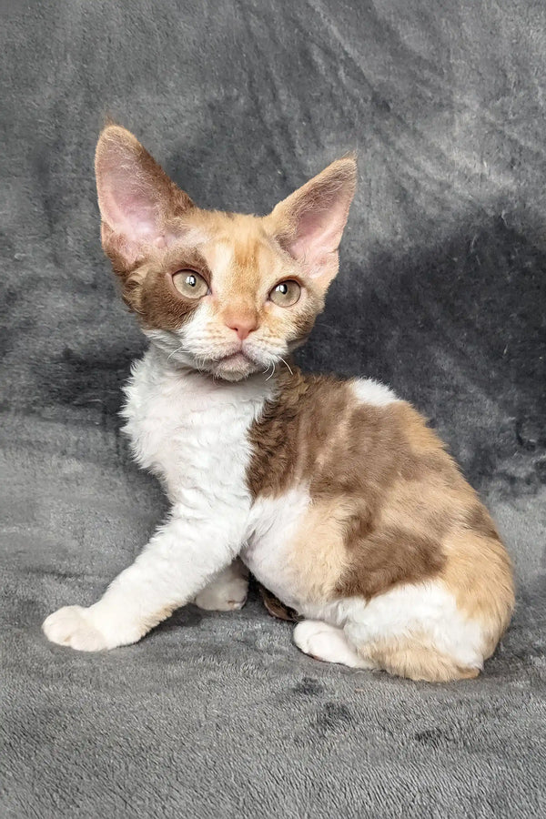 Calico Devon Rex cat in the Ruta Devon Rex Kitten product display