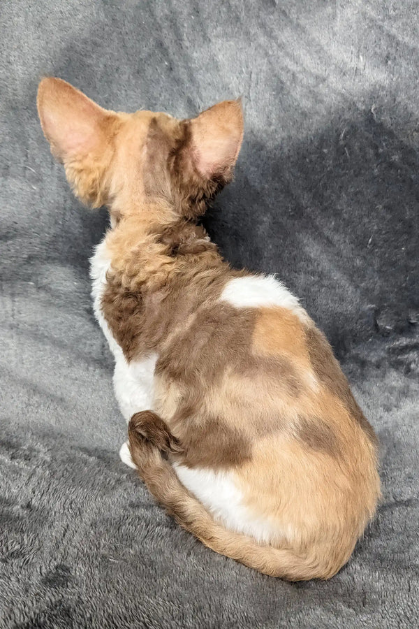 Calico Cornish Rex cat named Ruta in the Devon Rex Kitten product display