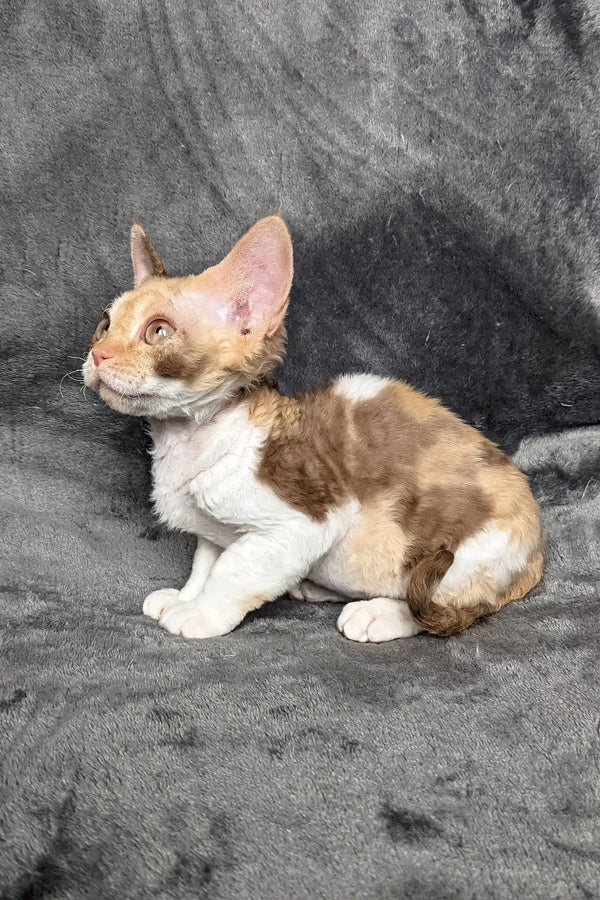 Spotted Devon Rex cat from the Ruta Devon Rex Kitten collection