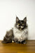 Fluffy Maine Coon kitten with striking green eyes and long fur, perfect for your home