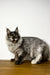 Long-haired gray Maine Coon kitten with green eyes on a wooden surface