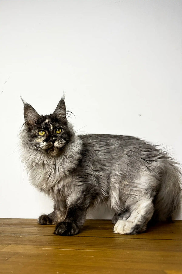 Long-haired gray Maine Coon kitten with green eyes on a wooden surface
