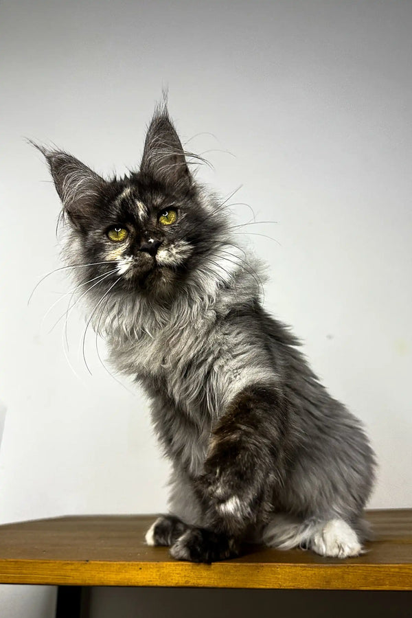 Long-haired Maine Coon kitten named Ruta with stunning green eyes and ear tufts