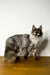 Long-haired Maine Coon kitten with a fluffy coat and cute ear tufts