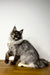 Long-haired Maine Coon kitten with grey and white coat sitting on wood surface