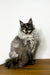 Fluffy Maine Coon kitten with striking eyes and luxurious coat, perfect for cat lovers