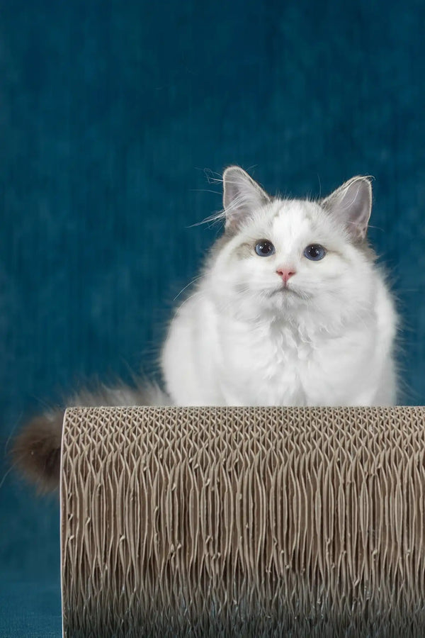 Ruta | ragdoll kitten