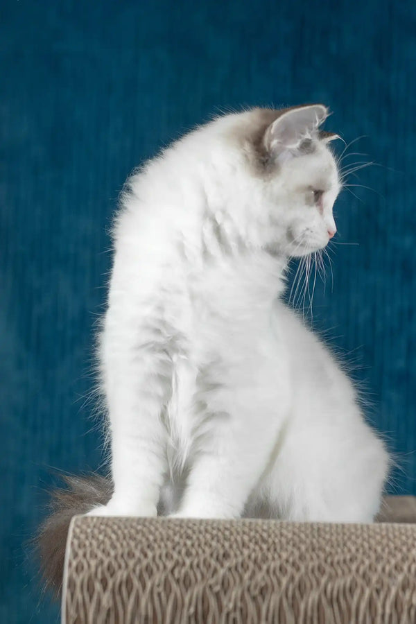 Ruta | ragdoll kitten