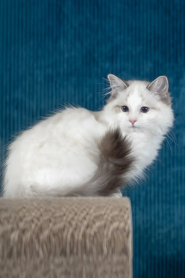 Ruta | ragdoll kitten