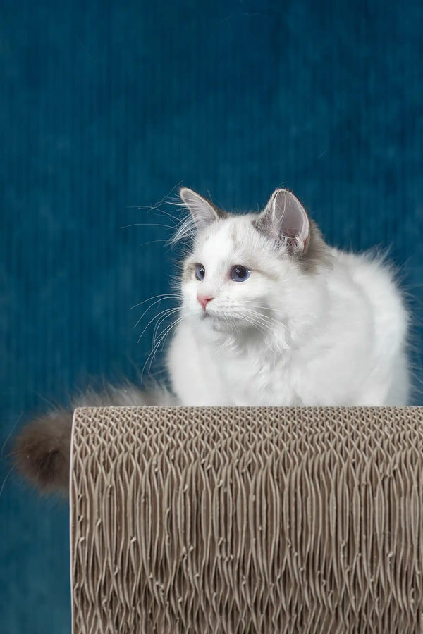 Ruta | ragdoll kitten