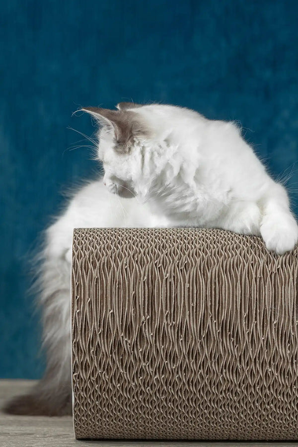 Ruta | ragdoll kitten