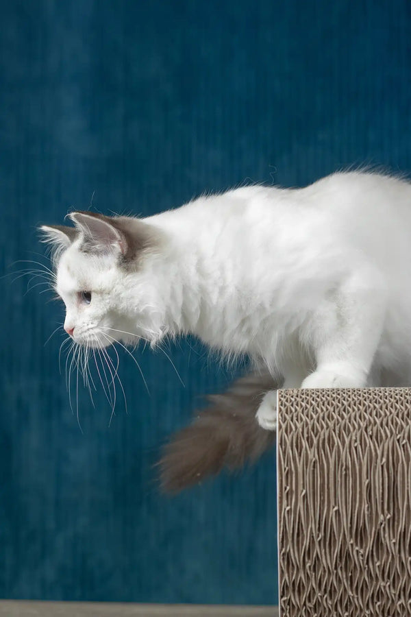 Ruta | ragdoll kitten