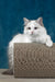 Ruta | ragdoll kitten