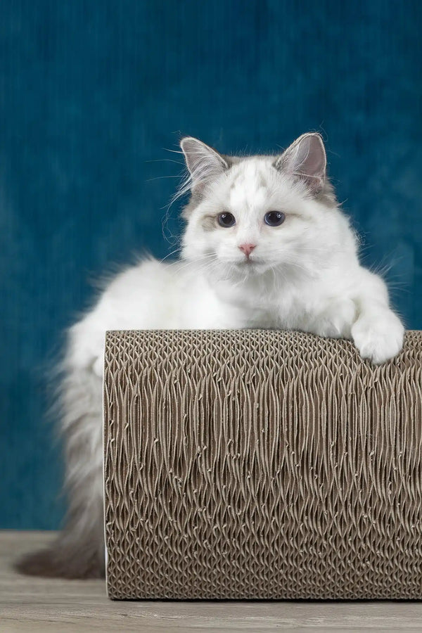 Ruta | ragdoll kitten