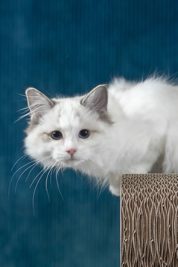 Ruta | ragdoll kitten
