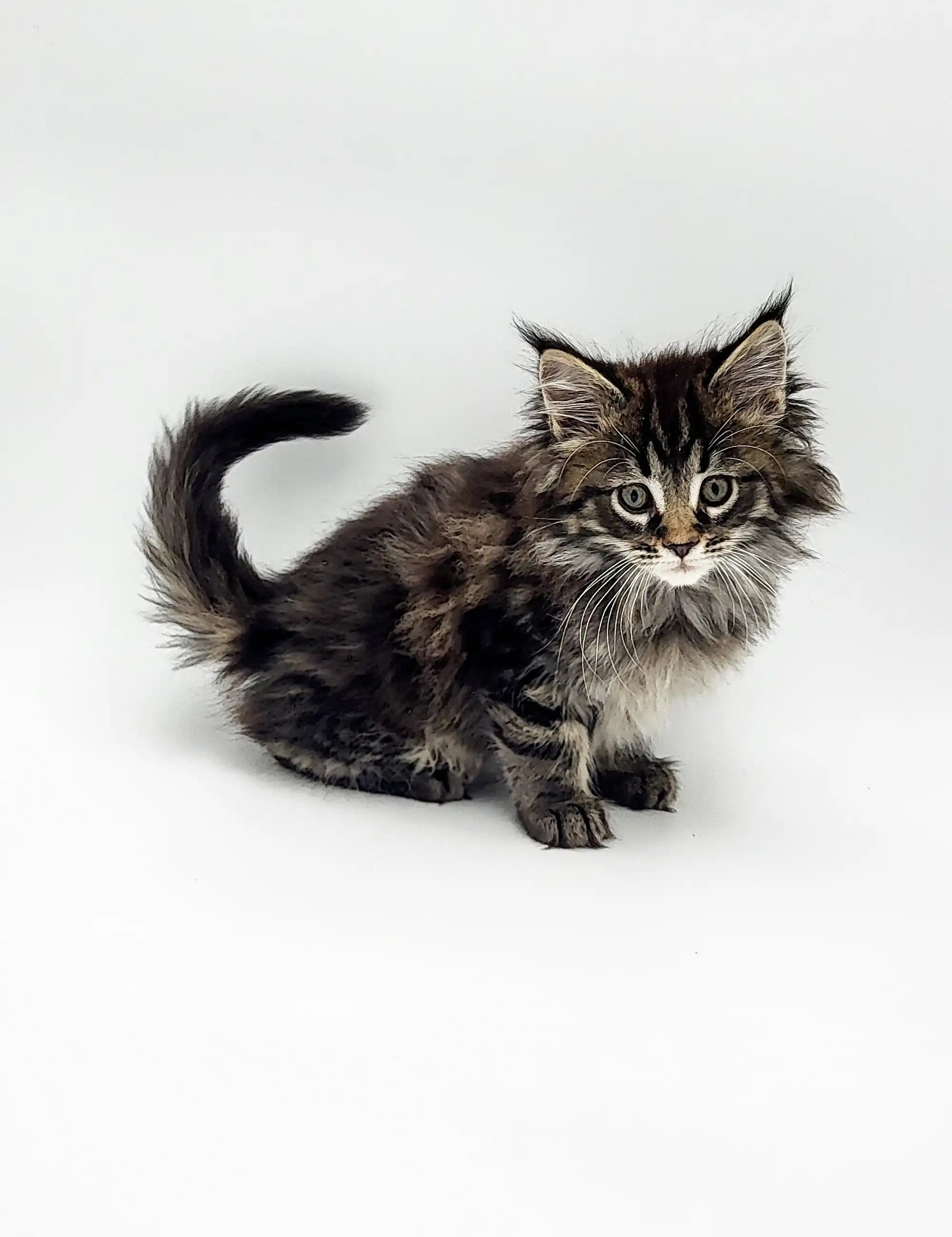 Maine Coon Kittens for Sale Ruth | Kitten