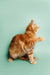 Orange tabby cat sitting upright with paw raised, perfect for a Maine Coon kitten