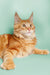 Orange tabby Maine Coon kitten Ryder with fluffy coat and ear tufts, super cute cat