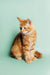 Playful Orange Tabby Maine Coon Kitten sitting upright with a fluffy tail