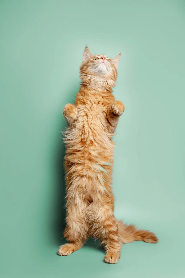 Orange tabby cat standing on hind legs, showcasing the playful spirit of a Maine Coon kitten