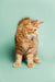 Fluffy orange tabby Maine Coon kitten Ryder standing upright with long fur