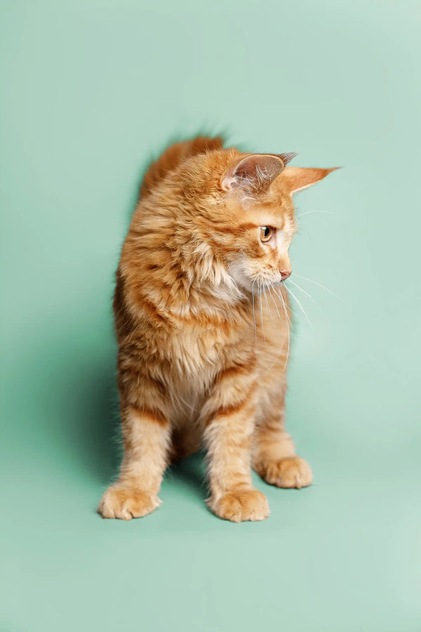 Fluffy orange tabby Maine Coon kitten Ryder standing upright with long fur