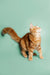 Ginger Maine Coon kitten with fluffy fur and curled tail gazing upwards