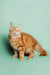 Orange tabby Maine Coon Kitten Ryder with fluffy fur and cool ear tufts