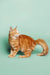 Orange tabby standing sideways, showcasing Ryder the Maine Coon Kitten’s fluffy tail