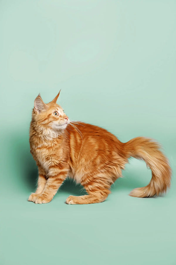 Orange tabby standing sideways, showcasing Ryder the Maine Coon Kitten’s fluffy tail
