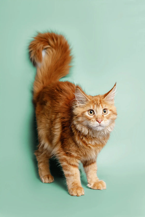 Fluffy orange tabby Maine Coon kitten with a long bushy tail called Ryder